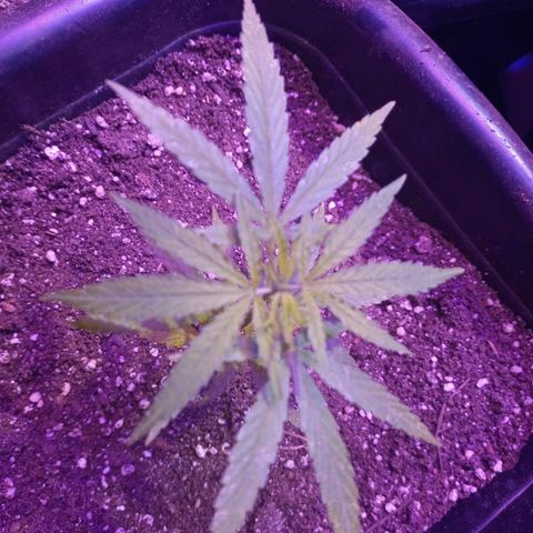 Bludreen  #1 growlog photo: Só vegetando as meninas 🥳🎊🎉👏👏anda não regou depois do transplante 