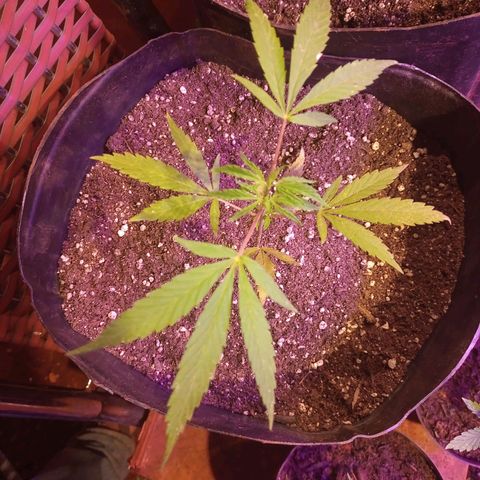 Bludreen  #1 growlog photo: Lindas princesas 🤤