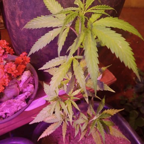 Bludreen  #1 growlog photo: Lindas princesas 🤤