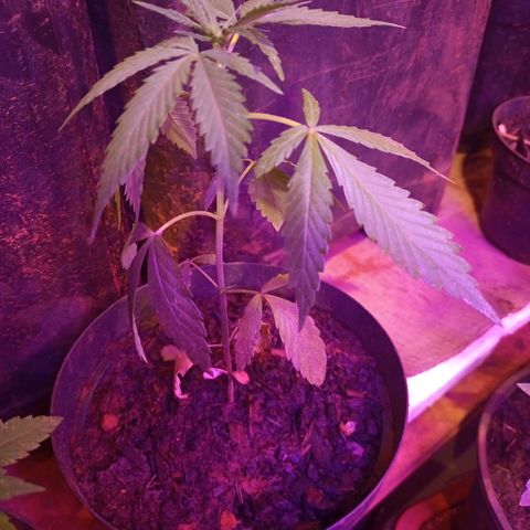 Bludreen  #1 growlog photo: 😎🍻
