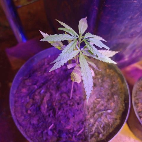 Bludreen  #1 growlog photo: 😎🍻