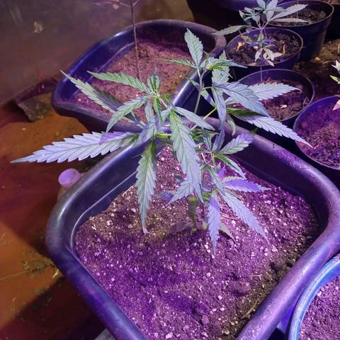 Bludreen  #1 growlog photo: Só vegetando as meninas 🥳🎊🎉👏👏anda não regou depois do transplante 