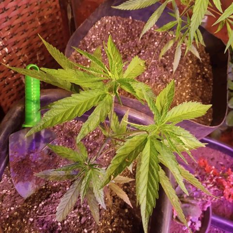 Bludreen  #1 growlog photo: Lindas princesas 🤤