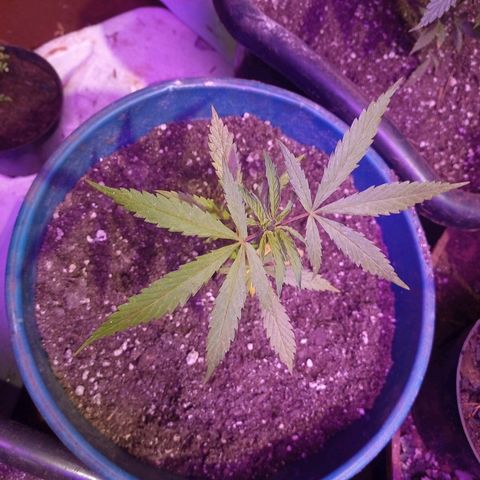 Bludreen  #1 growlog photo: Só vegetando as meninas 🥳🎊🎉👏👏anda não regou depois do transplante 