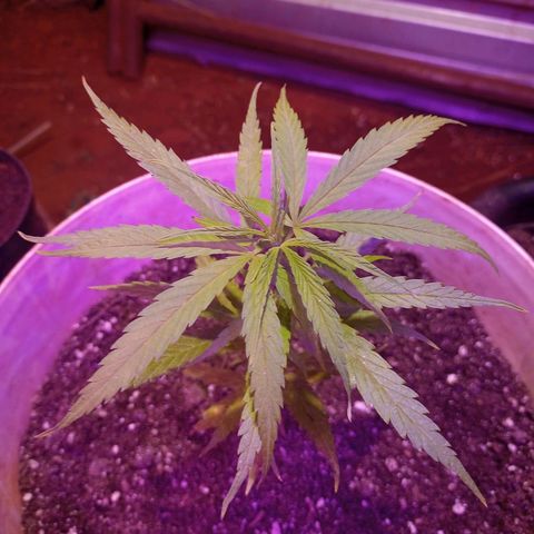 Bludreen  #1 growlog photo: Lindas princesas 🤤