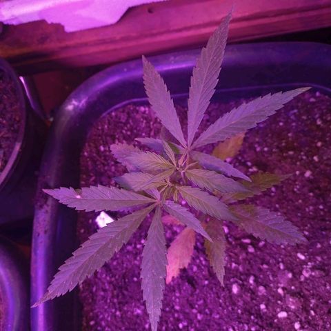 Bludreen  #1 growlog photo: Lindas princesas 🤤