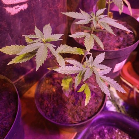 Bludreen  #1 growlog photo: 😎🍻