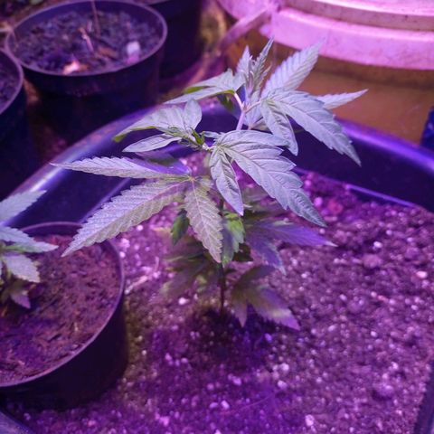 Bludreen  #1 growlog photo: Só vegetando as meninas 🥳🎊🎉👏👏anda não regou depois do transplante 