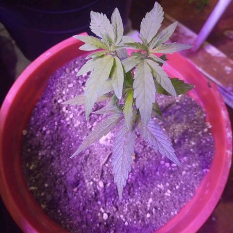 Bludreen  #1 growlog photo: Só vegetando as meninas 🥳🎊🎉👏👏anda não regou depois do transplante 