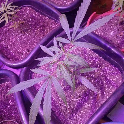 Bludreen  #1 growlog photo: Só vegetando as meninas 🥳🎊🎉👏👏anda não regou depois do transplante 