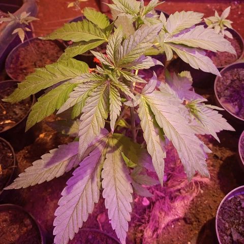 Bludreen  #1 growlog photo: Só vegetando as meninas 🥳🎊🎉👏👏anda não regou depois do transplante 