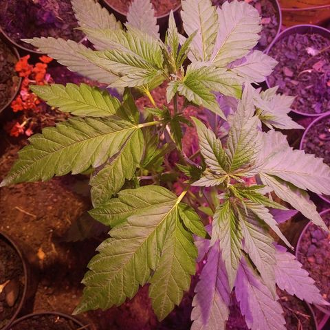Bludreen  #1 growlog photo: Só vegetando as meninas 🥳🎊🎉👏👏anda não regou depois do transplante 