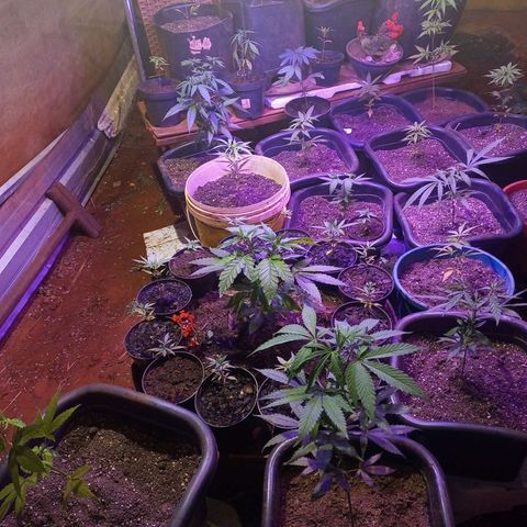 Bludreen  #1 growlog photo: 😎🍻