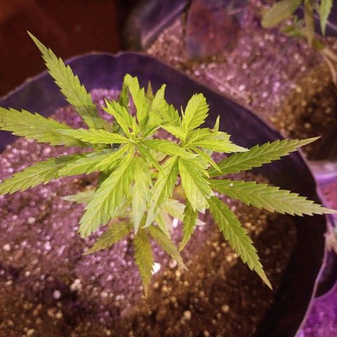Bludreen  #1 growlog photo: Lindas princesas 🤤