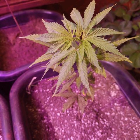 Bludreen  #1 growlog photo: Só vegetando as meninas 🥳🎊🎉👏👏anda não regou depois do transplante 