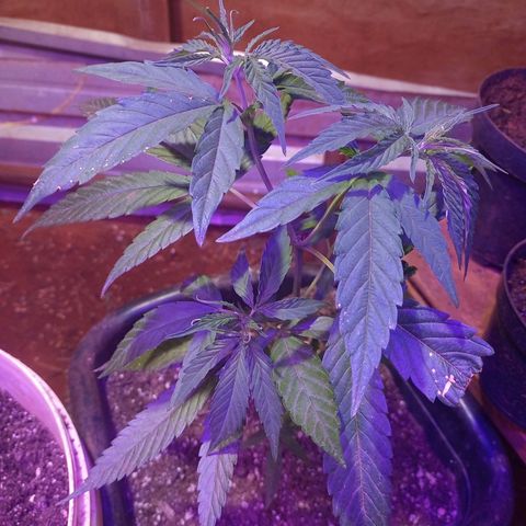 Bludreen  #1 growlog photo: Lindas princesas 🤤
