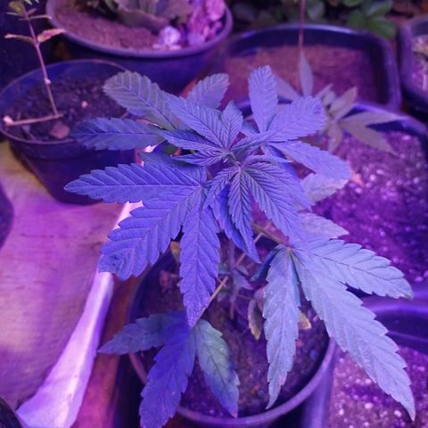 Bludreen  #1 growlog photo: Lindas princesas 🤤