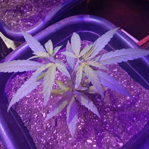 Bludreen  #1 growlog photo: Lindas princesas 🤤
