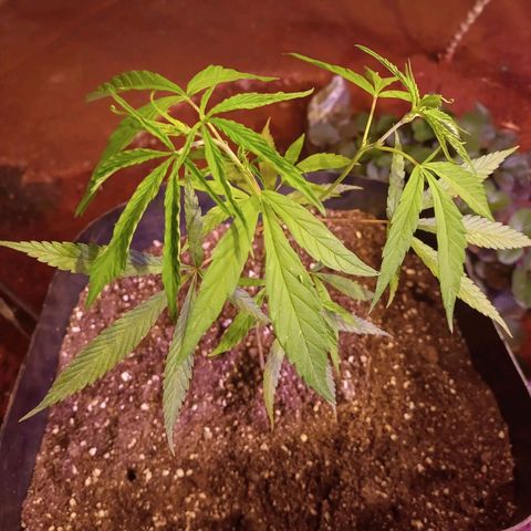 Bludreen  #1 growlog photo: Lindas princesas 🤤