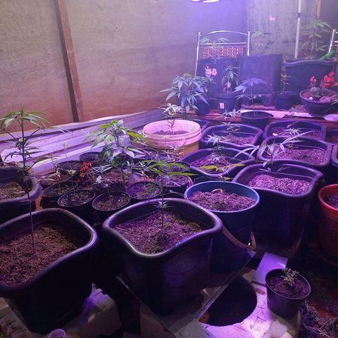 Bludreen  #1 growlog photo: 😎🍻