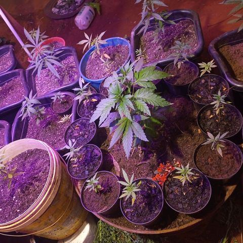 Bludreen  #1 growlog photo: 😎🍻