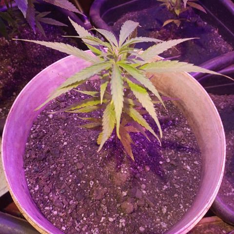 Bludreen  #1 growlog photo: Adicionado carvão vegetal 