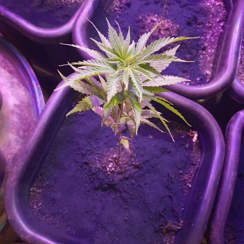 Bludreen  #1 growlog photo: Adicionado carvão vegetal 