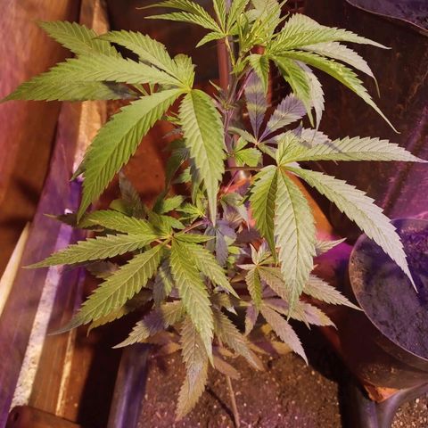 Bludreen  #1 growlog photo: Adicionado carvão vegetal 