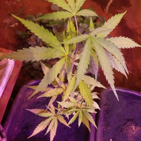 Bludreen  #1 growlog photo: Adicionando carvão vegetal nas meninas 🥳