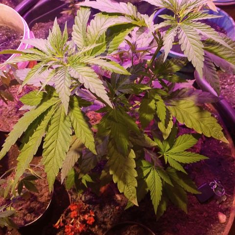 Bludreen  #1 growlog photo: Adicionado carvão vegetal 