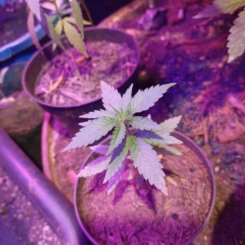 Bludreen  #1 growlog photo: Adicionando carvão vegetal nas meninas 🥳