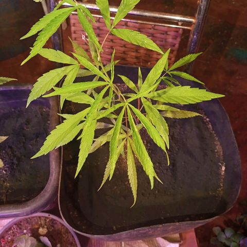 Bludreen  #1 growlog photo: Adicionando carvão vegetal nas meninas 🥳