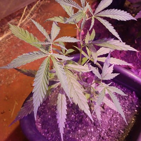 Bludreen  #1 growlog photo: Adicionado carvão vegetal 
