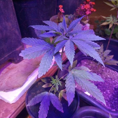Bludreen  #1 growlog photo: Adicionado carvão vegetal 