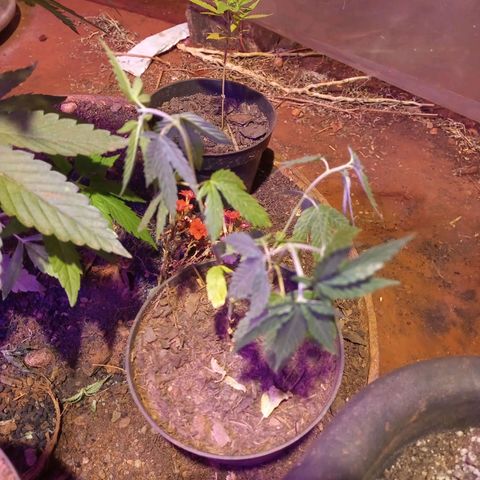 Bludreen  #1 growlog photo: Adicionando carvão vegetal nas meninas 🥳