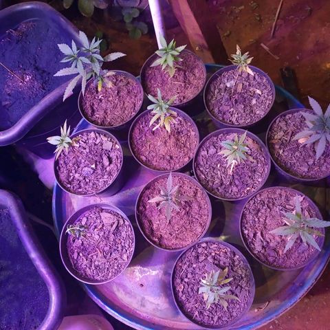 Bludreen  #1 growlog photo: Adicionado carvão vegetal 