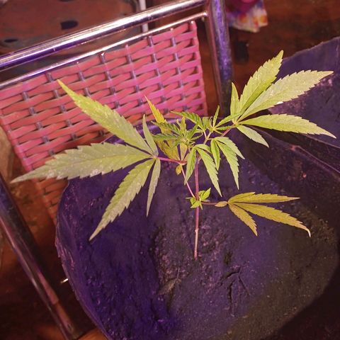 Bludreen  #1 growlog photo: Adicionado carvão vegetal 