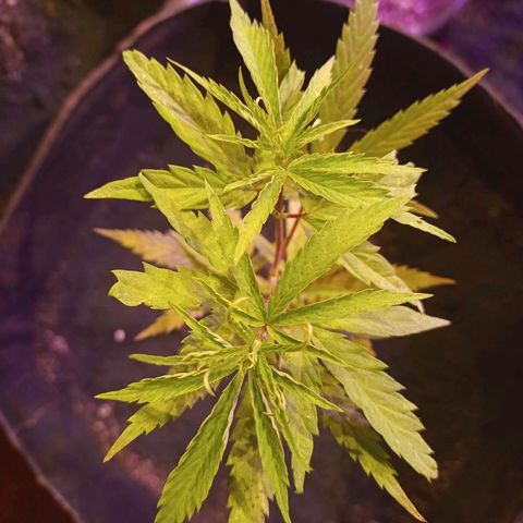 Bludreen  #1 growlog photo: Adicionando carvão vegetal nas meninas 🥳