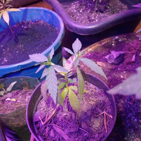 Bludreen  #1 growlog photo: Adicionando carvão vegetal nas meninas 🥳