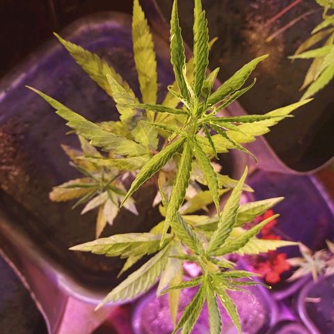 Bludreen  #1 growlog photo: Adicionando carvão vegetal nas meninas 🥳