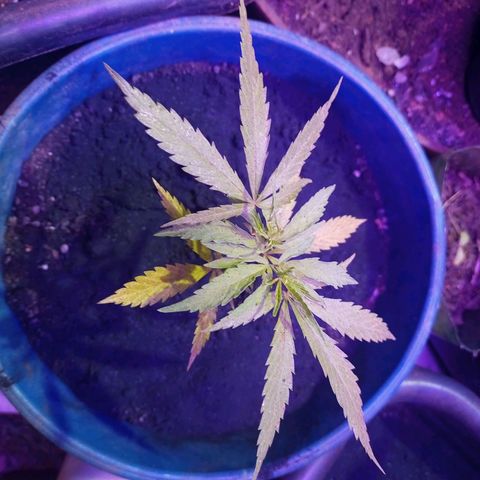 Bludreen  #1 growlog photo: Adicionado carvão vegetal 