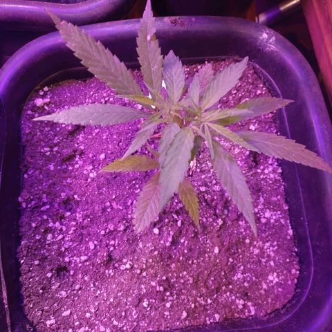 Bludreen  #1 growlog photo: Adicionando carvão vegetal nas meninas 🥳