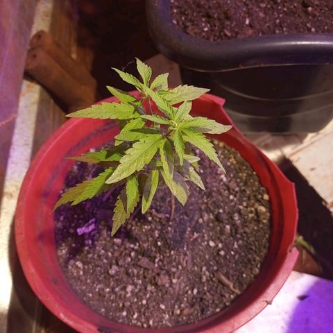 Bludreen  #1 growlog photo: Adicionado carvão vegetal 