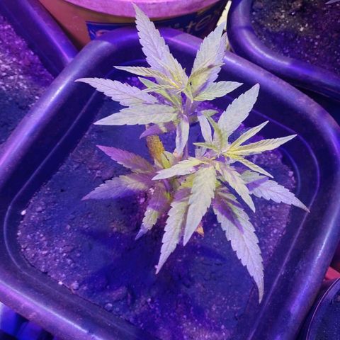 Bludreen  #1 growlog photo: Adicionando carvão vegetal nas meninas 🥳