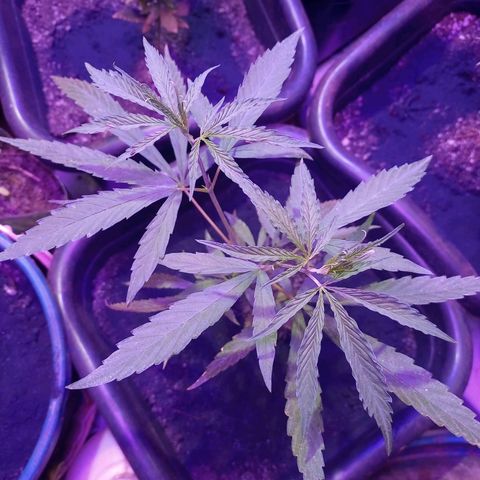 Bludreen  #1 growlog photo: Adicionado carvão vegetal 