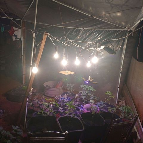 Bludreen  #1 growlog photo: Adicionando carvão vegetal nas meninas 🥳