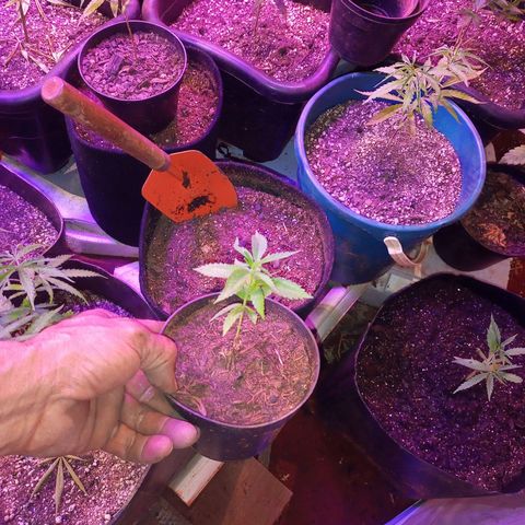 Bludreen  #1 growlog photo: Transplantes de vaso 😎🍻 
Só aguarda mostra sexo e só flori 🤤