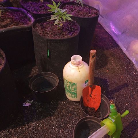 Bludreen  #1 growlog photo: Seguindo com transplante 😎🍻