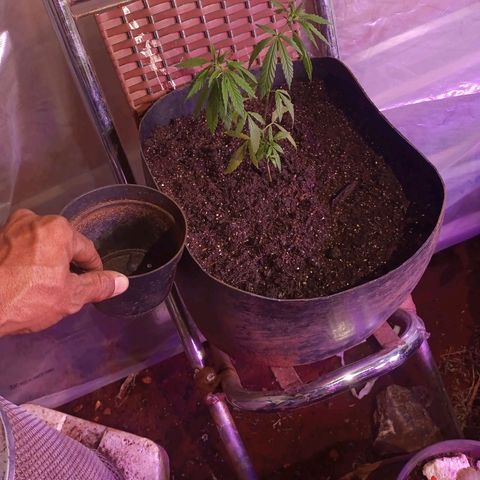 Bludreen  #1 growlog photo: Transplantes de vaso 😎🍻 
Só aguarda mostra sexo e só flori 🤤