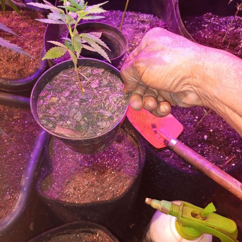 Bludreen  #1 growlog timeline photo